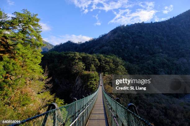 suspension bridge , valley, forest - foresta pluviale di monteverde foto e immagini stock