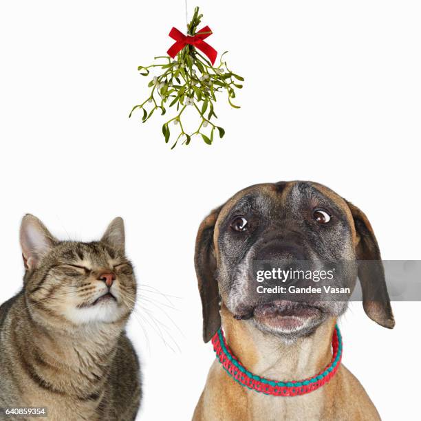 meet me under the mistletoe on white - dog knot picture stock pictures, royalty-free photos & images