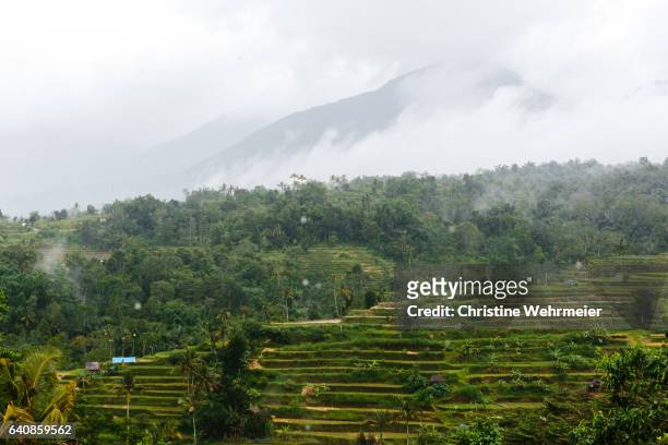 rice paddies on a mountainside in bali, indonesia on a rainy day - christine wehrmeier stock pictures, royalty-free photos & images