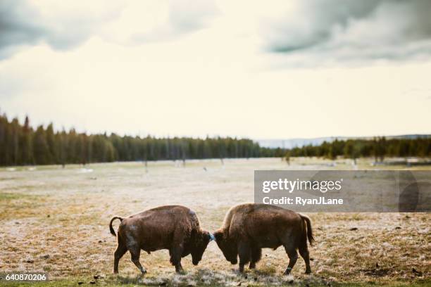 bison in yellowstone national park - territory stock pictures, royalty-free photos & images