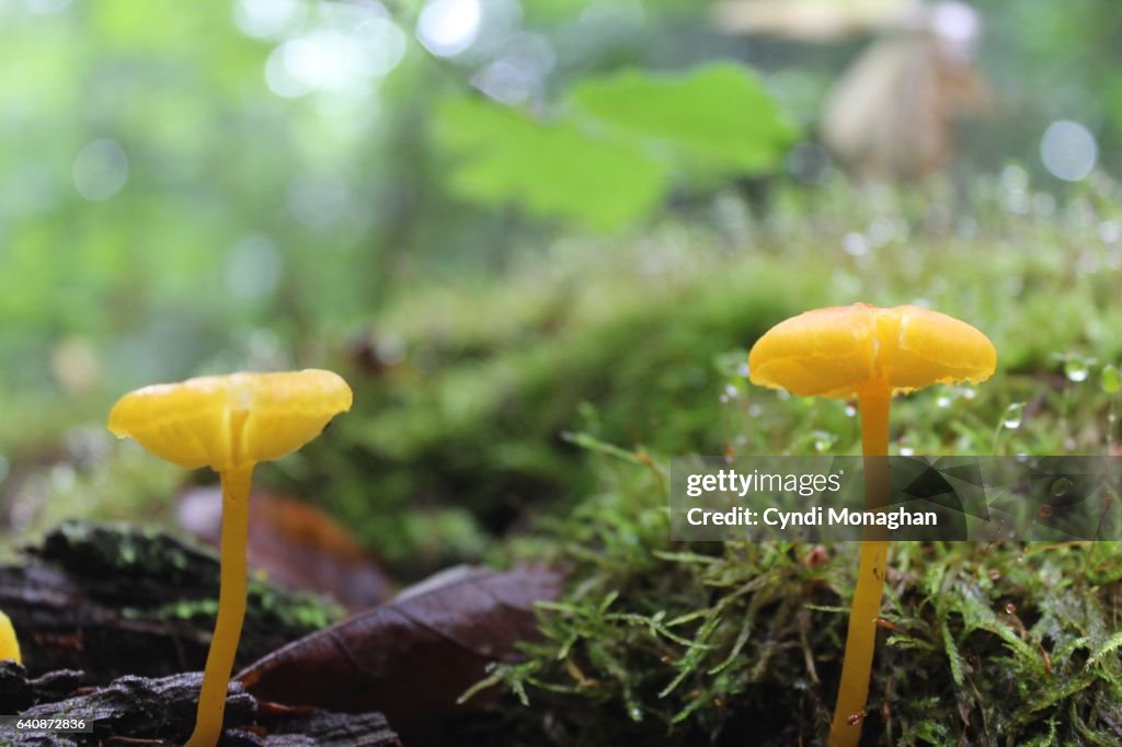 Little Yellow Toadstools