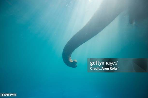 bathing elephant underwater. asian elephant in swimming pool with sun-rays and ripples at water surface. - big nose stock-fotos und bilder