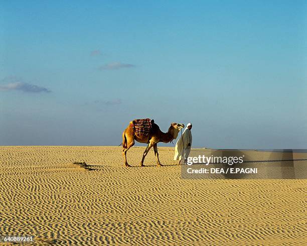 Bedouin leading a dromedary in the Sahara desert, near the Nefta oasis, Tozeur governorate, Tunisia.