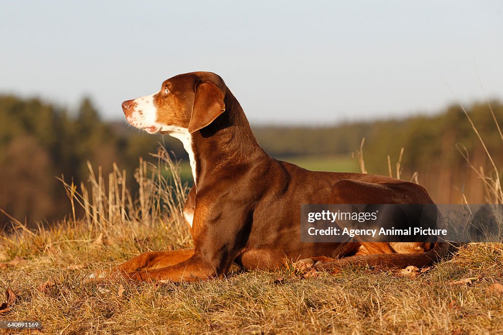 Louisiana Catahoula Leopard Dog