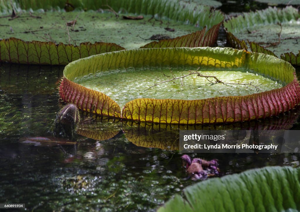 Mauritius - Pamplemousse