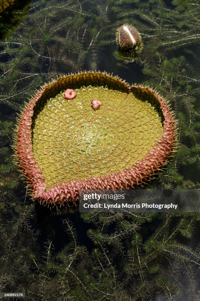 MAURITIUS - Mauritius Garden - Giant Water Lilies at Pamplemousse