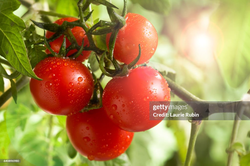 Fresh bunch Garden Tomatoe on the vine in the sun
