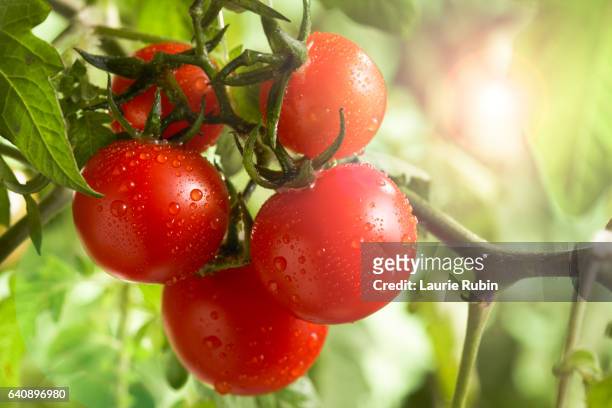 fresh  bunch garden tomatoe on the vine in the sun - tomatoes ストックフォトと画像