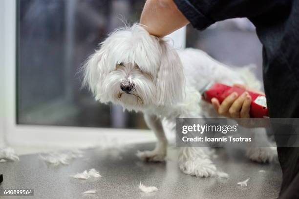 dog groomer shaving maltese dog - malteser stock-fotos und bilder