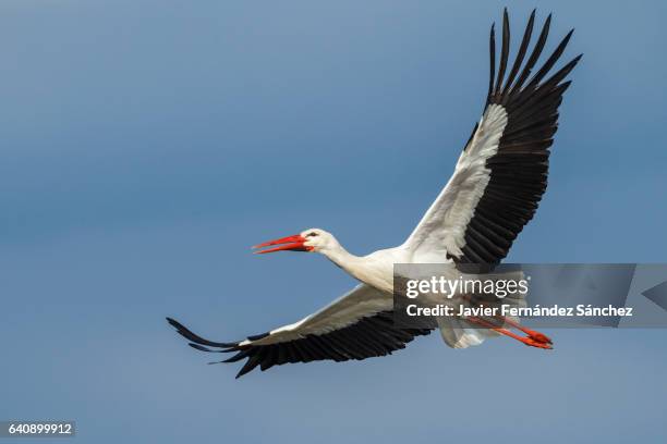 a white stork (ciconia ciconia) with rings on its legs, flying over the blue sky. - ooievaar stockfoto's en -beelden