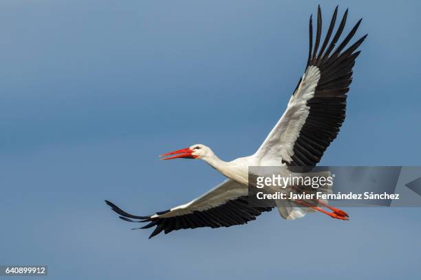 a white stork (ciconia ciconia) with rings on its legs, flying over the blue sky. - cegonha imagens e fotografias de stock