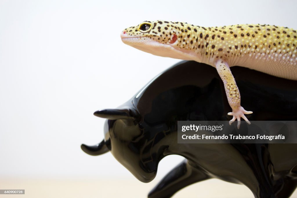 Lizard riding a porcelain bull