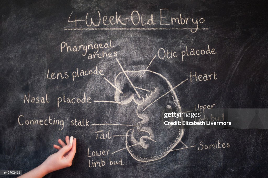 Woman drawing the a 4 week old embryo on a chalkboard