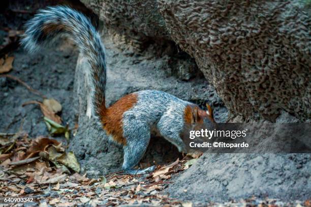 186 Mexican Squirrel Stock Photos, High-Res Pictures, and Images