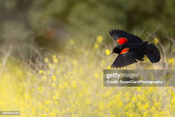 red-winged blackbird in flight - rotschulterstärling stock-fotos und bilder