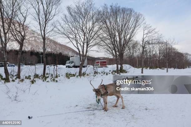niseko city is popular place for playing snow mobile and ski and resort the city cover by snow and climate is so freezing - snow yeti stock pictures, royalty-free photos & images