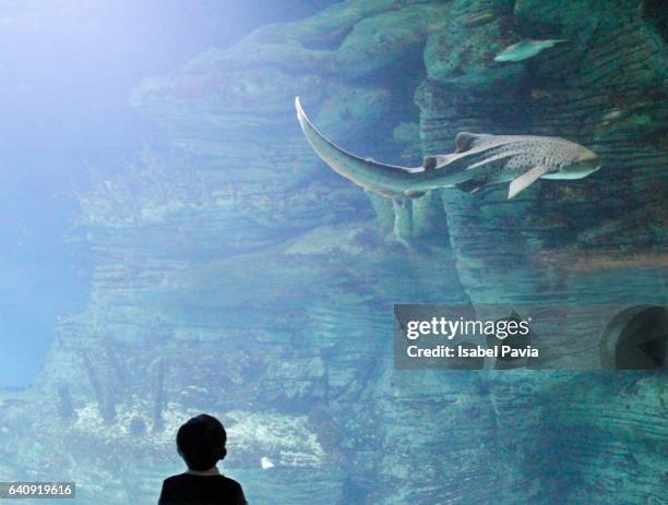 boy at aquarium - handrücken stock-fotos und bilder