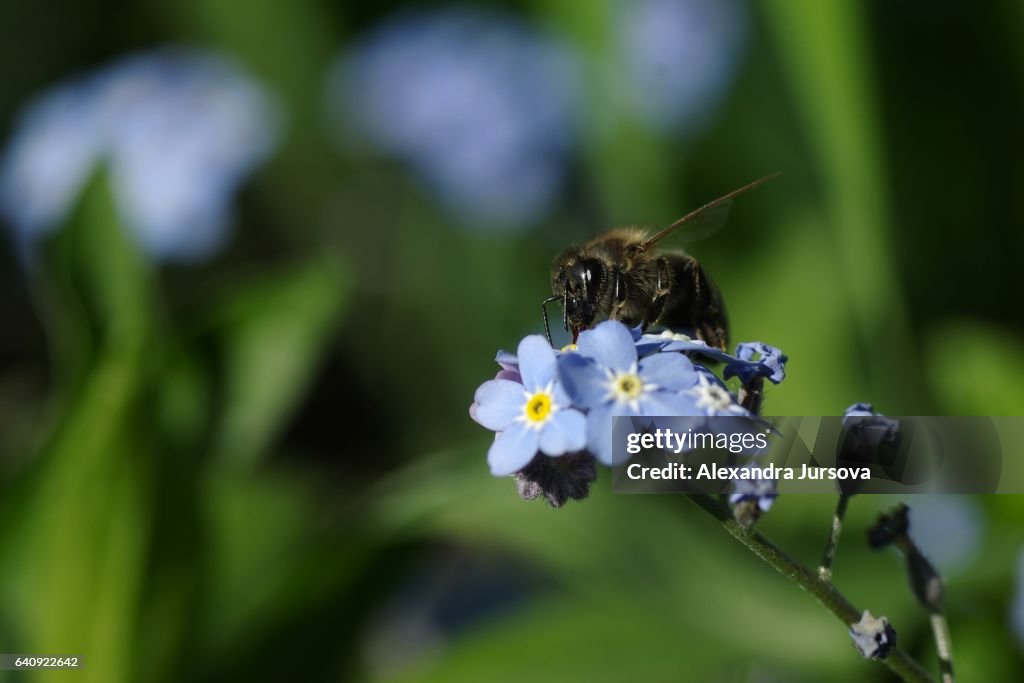 Bee - detail of the insect
