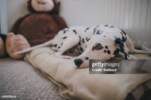 dog resting in bed - dalmatian dog stock pictures, royalty-free photos & images