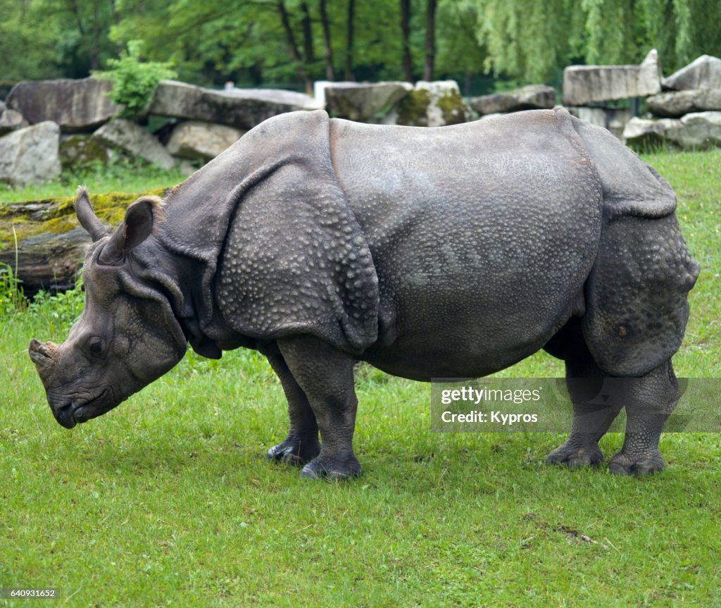 Asian Rhino