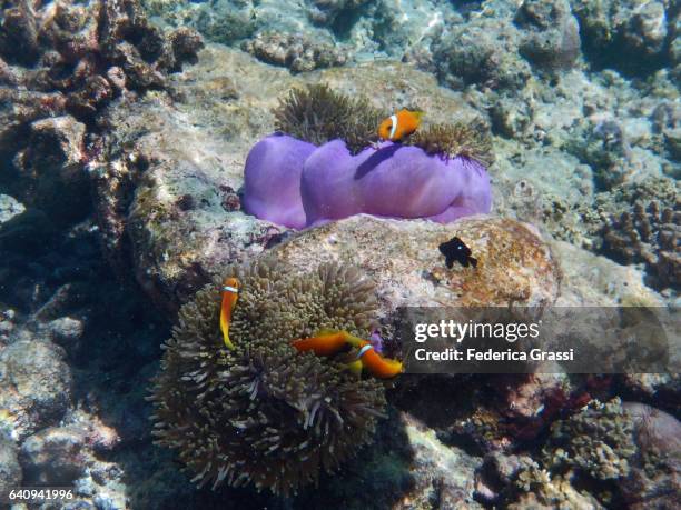 sea anemone (hecteratis magnifica) and clown fish (amphiprioninae) - anemone magnifica stock pictures, royalty-free photos & images