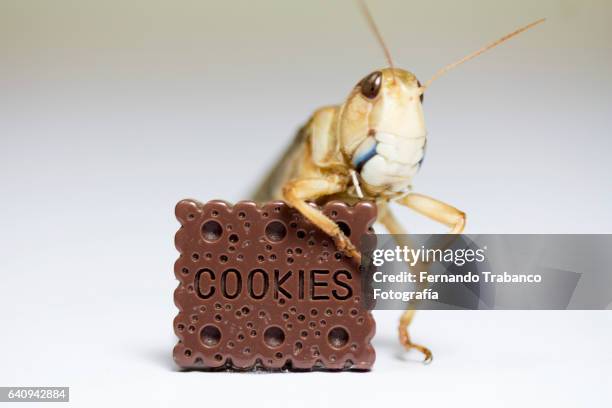 grasshopper eats a chocolate chip cookie for breakfast - krekels en sprinkhanen stockfoto's en -beelden