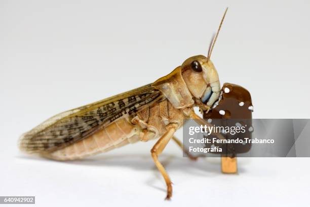 grasshopper eating chocolate ice cream and whipped cream in hot summer - weiße schokolade stock-fotos und bilder