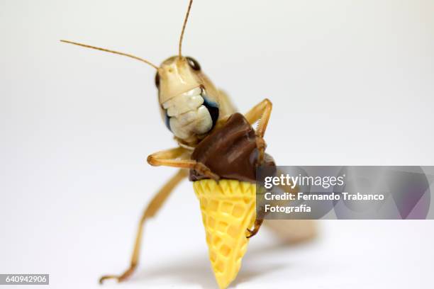 grasshopper eats a chocolate cornet - eisbecher stock-fotos und bilder