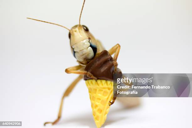 grasshopper eats a chocolate cornet - ice cream cake stock pictures, royalty-free photos & images