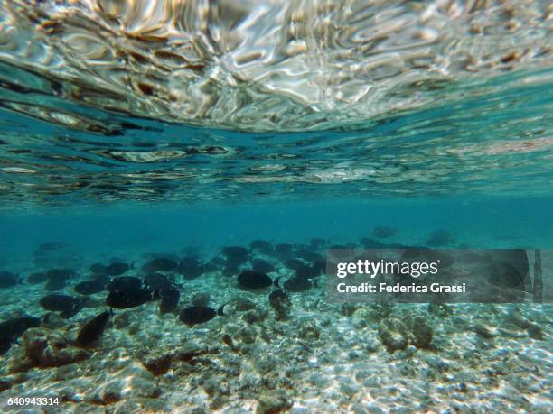 school of fish (acanthurus gahhn) - arabian surgeonfish stock pictures, royalty-free photos & images