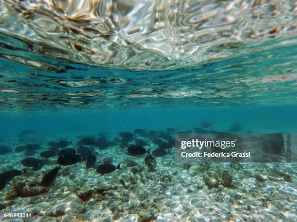 school of fish (acanthurus gahhn) - acanthurus sohal stock pictures, royalty-free photos & images