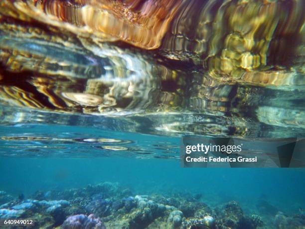 Multicolor Corals Reflections, Photo