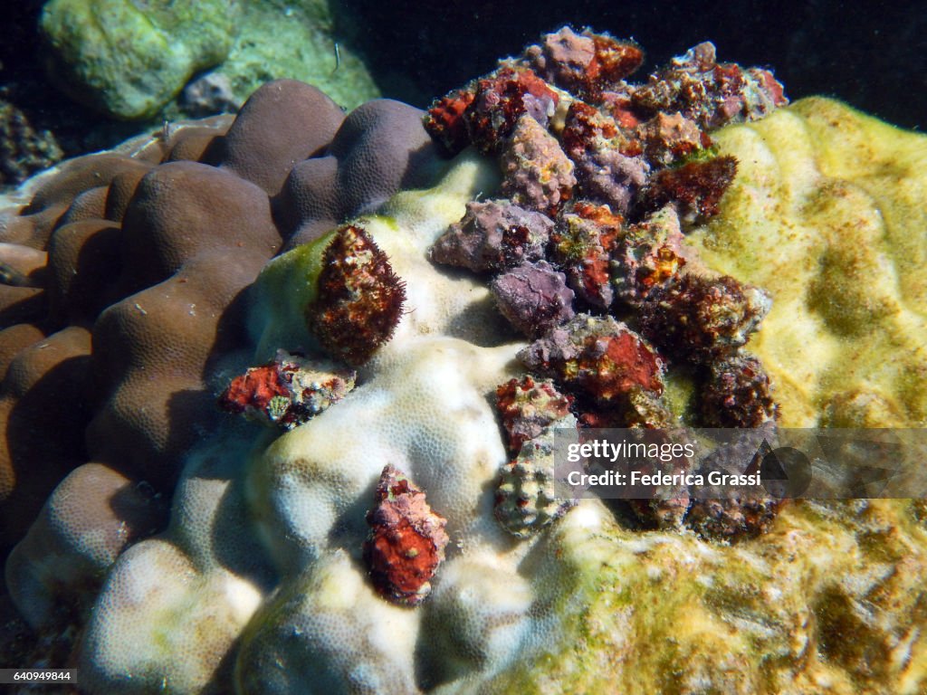 Lots Of Frog Shells On A Pore Coral