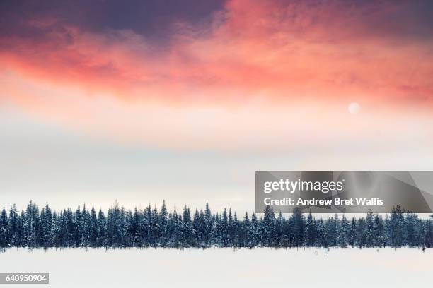 sunlight above winter fir trees in lapland, finland. - finnish lapland stock-fotos und bilder
