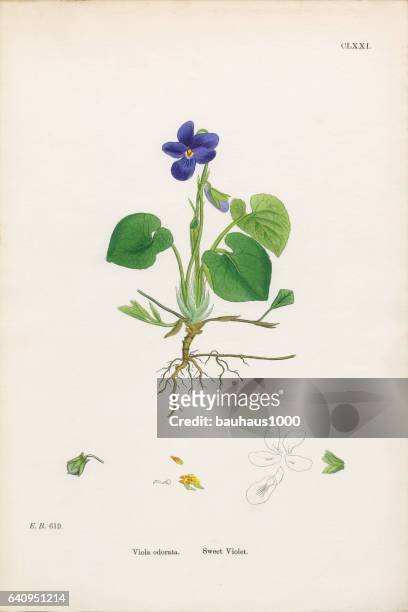 sweet violet, viola odorata, victorian botanical illustration, 1863 - violet flower stock illustrations