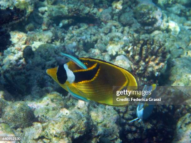 racoon butterflyfish (chaetodon lunula) - raccoon butterflyfish stock pictures, royalty-free photos & images
