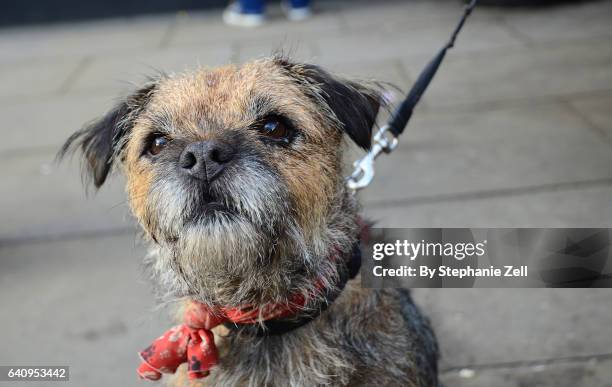 border terrier dog in ambleside uk staring at camera - border terrier fotografías e imágenes de stock