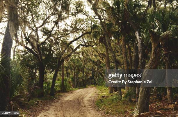 spanish moss and live oaks along a winding dirt road on ossabaw island - sea islands stock pictures, royalty-free photos & images