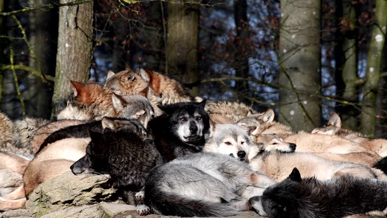 4 Wolves Pack 562 Wolf Pack Pics Stock Videos, Footage, & 4K Video Clips - Getty Images