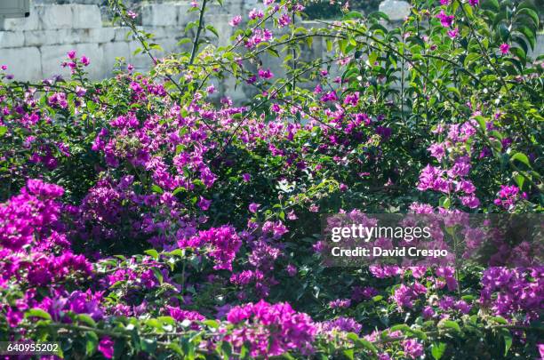 Flower Graden Photos and Premium High Res Pictures - Getty Images