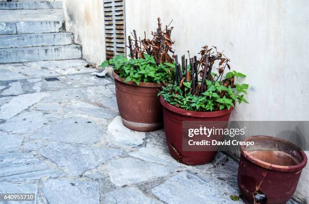 flower pots - plaka greek cafe stock pictures, royalty-free photos & images