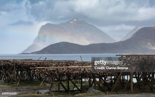 drying stockfish surrounded by dramatic landscape - nordland fylke bildbanksfoton och bilder