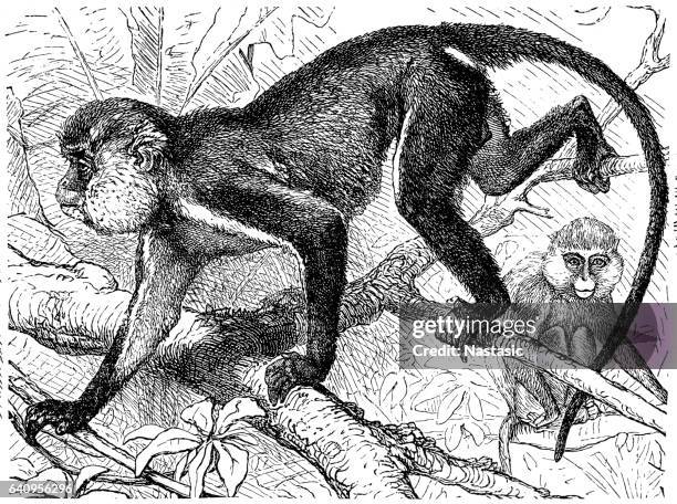 Cercopithecoid Monkey Mona Monkey Photos and Premium High Res Pictures - Getty Images