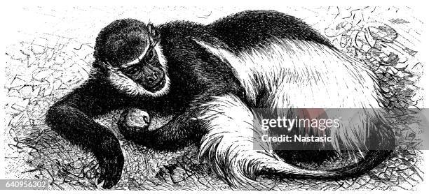 mantled guereza (colobus guereza) - black and white colobus stock illustrations