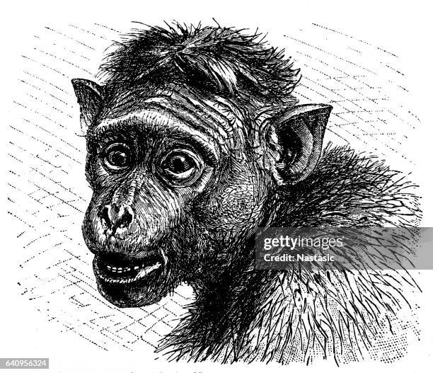 toque macaque (macaca sinica) - macaque stock illustrations