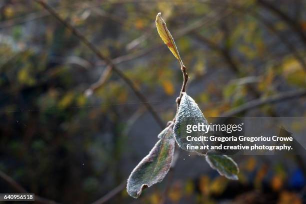 frost on leaves on tree - gregoria gregoriou crowe fine art and creative photography stock pictures, royalty-free photos & images
