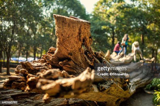 dead old tree - bosque de chapultepec stock-fotos und bilder