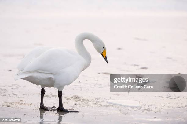 whooper swan on ice covered pond, iceland - swan photos et images de collection