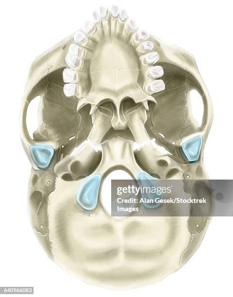 ilustraciones, imágenes clip art, dibujos animados e iconos de stock de base of human skull, inferior view. - hueso occipital