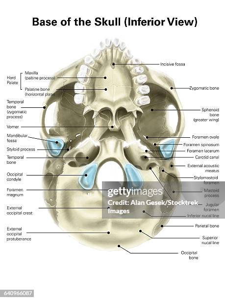 ilustraciones, imágenes clip art, dibujos animados e iconos de stock de base of human skull, inferior view, with labels. - hueso occipital